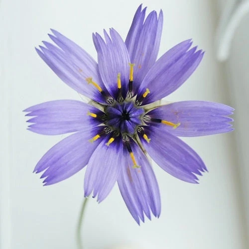 Catananche - Cupid's Dart - Seed 4 Catananche - Cupid's Dart - Seed - Image 2