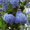 Ceanothus Blue Pacific - Californian Lilac -Bloom Field Shop ceanothus blue pacific flowers