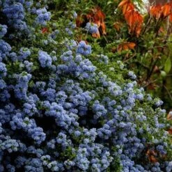 Ceanothus Blue Pacific - Californian Lilac -Bloom Field Shop ceanothus bush