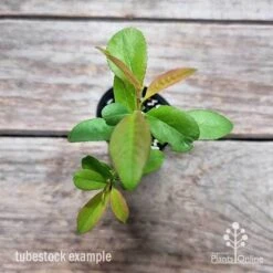 Chaenomeles Nivalis - Japanese Quince -Bloom Field Shop chaenomeles speciosa nivalis 2