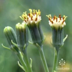 Senecio Chalk Sticks - Succulent -Bloom Field Shop chalk sticks flowers side