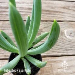 Senecio Chalk Sticks - Succulent -Bloom Field Shop chalk sticks leaf 1
