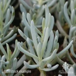 Senecio Chalk Sticks - Succulent -Bloom Field Shop chalksticks tubestock