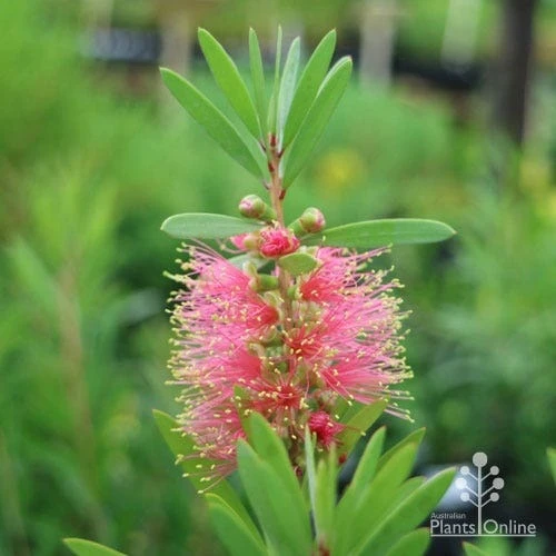 Callistemon Pink Champagne 15 Callistemon Pink Champagne - Image 13