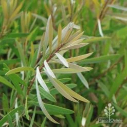 Callistemon Pink Champagne 23 Callistemon Pink Champagne -Bloom Field Shop champagne img 6052