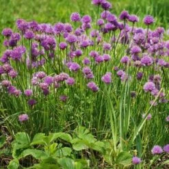 Chives - Seed -Bloom Field Shop chives 1410611 960 720 2