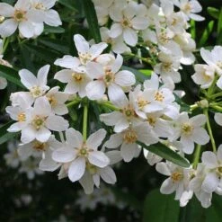 Choisya - Mexican Orange Blossom -Bloom Field Shop choisya flowering