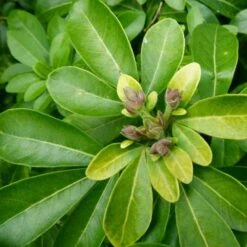 Choisya - Mexican Orange Blossom -Bloom Field Shop choisya ternata leaves 1