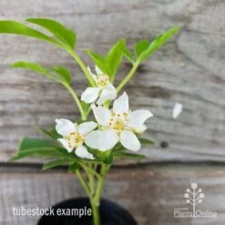 Choisya - Mexican Orange Blossom -Bloom Field Shop choisya tubestock