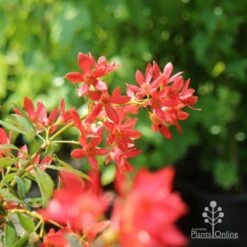 Ceratopetalum Alberys Red - Christmas Bush -Bloom Field Shop christmas bush flowers