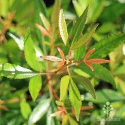 Ceratopetalum Alberys Red - Christmas Bush -Bloom Field Shop christmas bush foliage