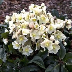 Hellebore Cinnamon Snow - Winter Rose -Bloom Field Shop cinnamon snow garden 1