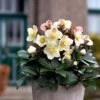 Hellebore Cinnamon Snow - Winter Rose 1 Hellebore Cinnamon Snow - Winter Rose -Bloom Field Shop cinnamon snow potted 1
