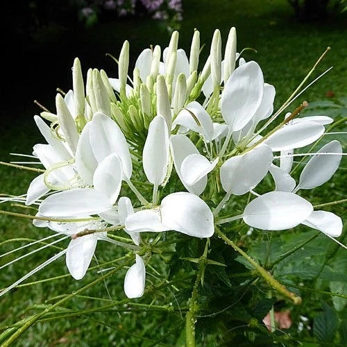 Cleome - Spider Flower - Seed 4 Cleome - Spider Flower - Seed - Image 2