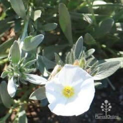 Convolvulus Cneorum - Silverbush 15 Convolvulus Cneorum - Silverbush -Bloom Field Shop cneorum flower sun
