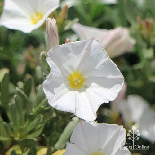 Convolvulus Cneorum - Silverbush 4 Convolvulus Cneorum - Silverbush - Image 2