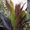 Cordyline Fruticosa Negra 2 Cordyline Fruticosa Negra -Bloom Field Shop cordyline negra leaf colour
