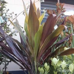 Cordyline Fruticosa Negra -Bloom Field Shop cordyline negra mature