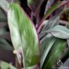 Cordyline Fruticosa Purple Prince -Bloom Field Shop cordyline purple prince 2