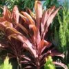 Cordyline Fruticosa Rubra -Bloom Field Shop cordyline rubra new