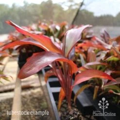 Cordyline Fruticosa Rubra -Bloom Field Shop cordyline rubra tubestock