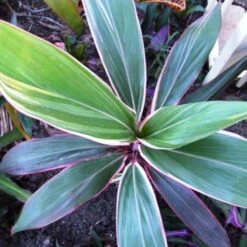 Cordyline Fruticosa Pink Diamond -Bloom Field Shop cordyline pink diamond 1