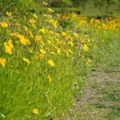 Coreopsis - Seed -Bloom Field Shop coreopsis border