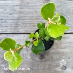 Correa Alba -Bloom Field Shop correa alba leaf 1