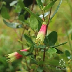 Correa Dinner Bells 10 Correa Dinner Bells -Bloom Field Shop correa dinner bells flowering