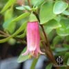 Correa Dusky Bells 1 Correa Dusky Bells -Bloom Field Shop correa dusky bells flower