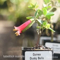 Correa Dusky Bells -Bloom Field Shop correa dusky bells tubestock in flower