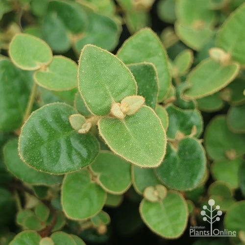 Correa Nummulariifolia - Roundleaf Correa 4 Correa Nummulariifolia - Roundleaf Correa - Image 2