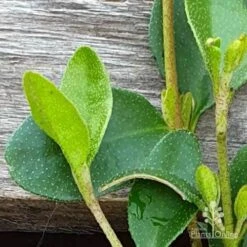 Correa Nummulariifolia - Roundleaf Correa 15 Correa Nummulariifolia - Roundleaf Correa -Bloom Field Shop correa nummularifolia closeup