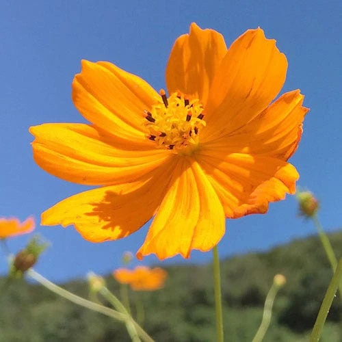 Cosmos Carpet Formula - Seed 3 Cosmos Carpet Formula - Seed