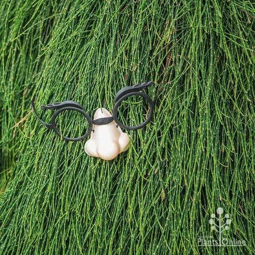 Casuarina Cousin It 9 Casuarina Cousin It - Image 7