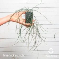 Casuarina Cousin It 14 Casuarina Cousin It -Bloom Field Shop cousin it tube af