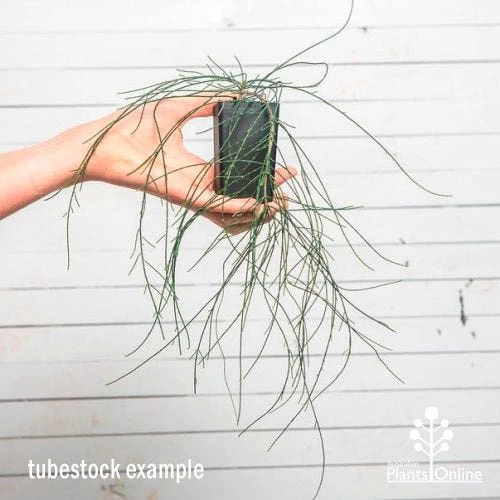 Casuarina Cousin It 6 Casuarina Cousin It - Image 4