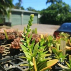 Crassula Campfire - Succulent 23 Crassula Campfire - Succulent -Bloom Field Shop crassula campfire flowering 500