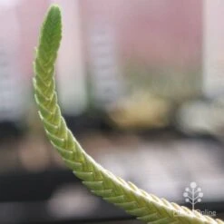 Crassula - Watchchain, Rat Tail Succulent -Bloom Field Shop crassula watchchain closeup