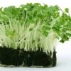 Cress - Seed 1 Cress - Seed -Bloom Field Shop cress growing 500