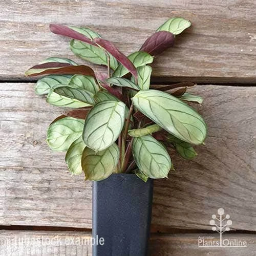 Ctenanthe Burle Marxii 4 Ctenanthe Burle Marxii - Image 2