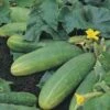 Cucumber Spacemaster - Seed 1 Cucumber Spacemaster - Seed -Bloom Field Shop cucumber spacemaster