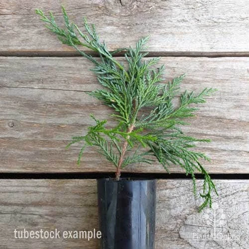 Cupressocyparis Naylors Blue - Leyland Cypress 8 Cupressocyparis Naylors Blue - Leyland Cypress - Image 6