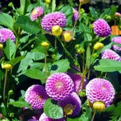 Dahlia Pompon Mix - Seed 7 Dahlia Pompon Mix - Seed -Bloom Field Shop dahlia pink pompom