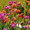 Dahlia Pompon Mix - Seed 2 Dahlia Pompon Mix - Seed -Bloom Field Shop dahlia pompoms
