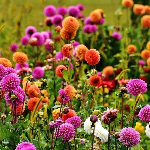 Dahlia Pompon Mix - Seed 3 Dahlia Pompon Mix - Seed
