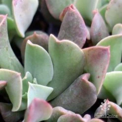 Echeveria Dark Vader - Succulent -Bloom Field Shop dark vader closeup