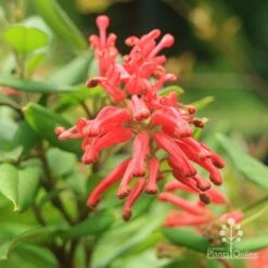 Grevillea Deua Flame -Bloom Field Shop deua flame closeup
