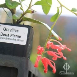 Grevillea Deua Flame -Bloom Field Shop deua flame flower