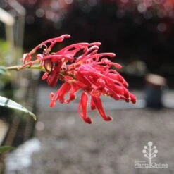 Grevillea Deua Flame -Bloom Field Shop deua flame flower closeup